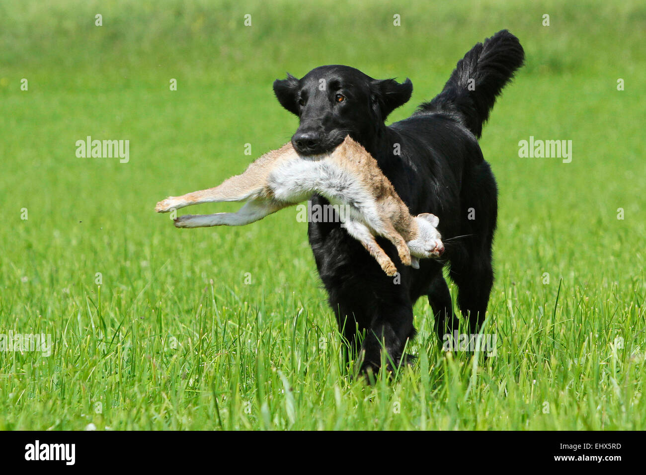 Male flat coated retriever discount