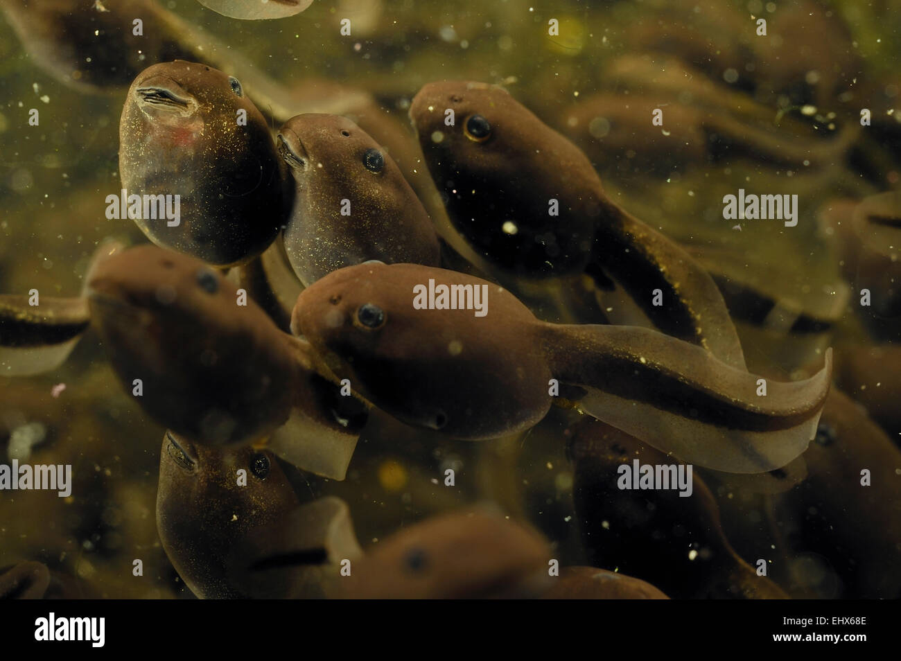 Common European toad (Bufo bufo) tadpoles congregating in a lake, Moelln, northern Germany | Stock Photo