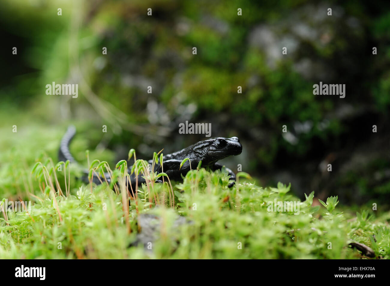 Alpine salamander (Salamandra atra) | Alpensalamander (Salamandra atra) im Umbaltal westlich von Hinterbichl im Nationalpark Hoh Stock Photo
