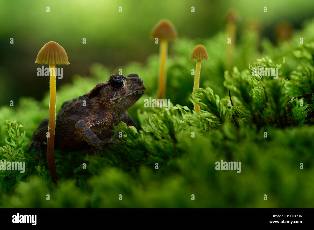 Juvenile Common toad, European toad (Bufo bufo) | Die Baumwurzel einer alten Eiche ist über und über mit Moosen bewachsen. Auch Stock Photo