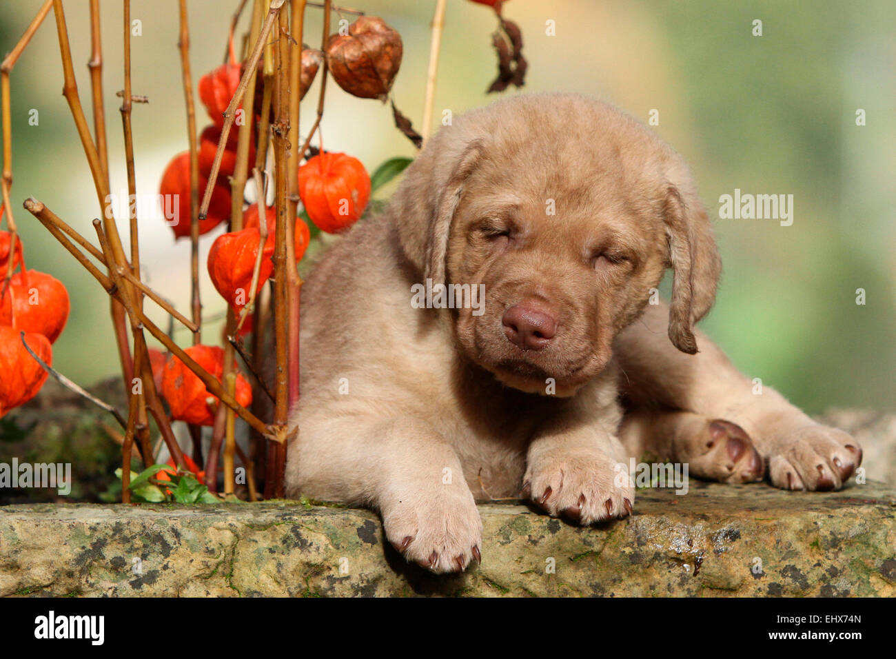 Chesapeake Bay Retriever Tired puppy 6 weeks old lying next Chinese Latern stalks Germany Stock Photo
