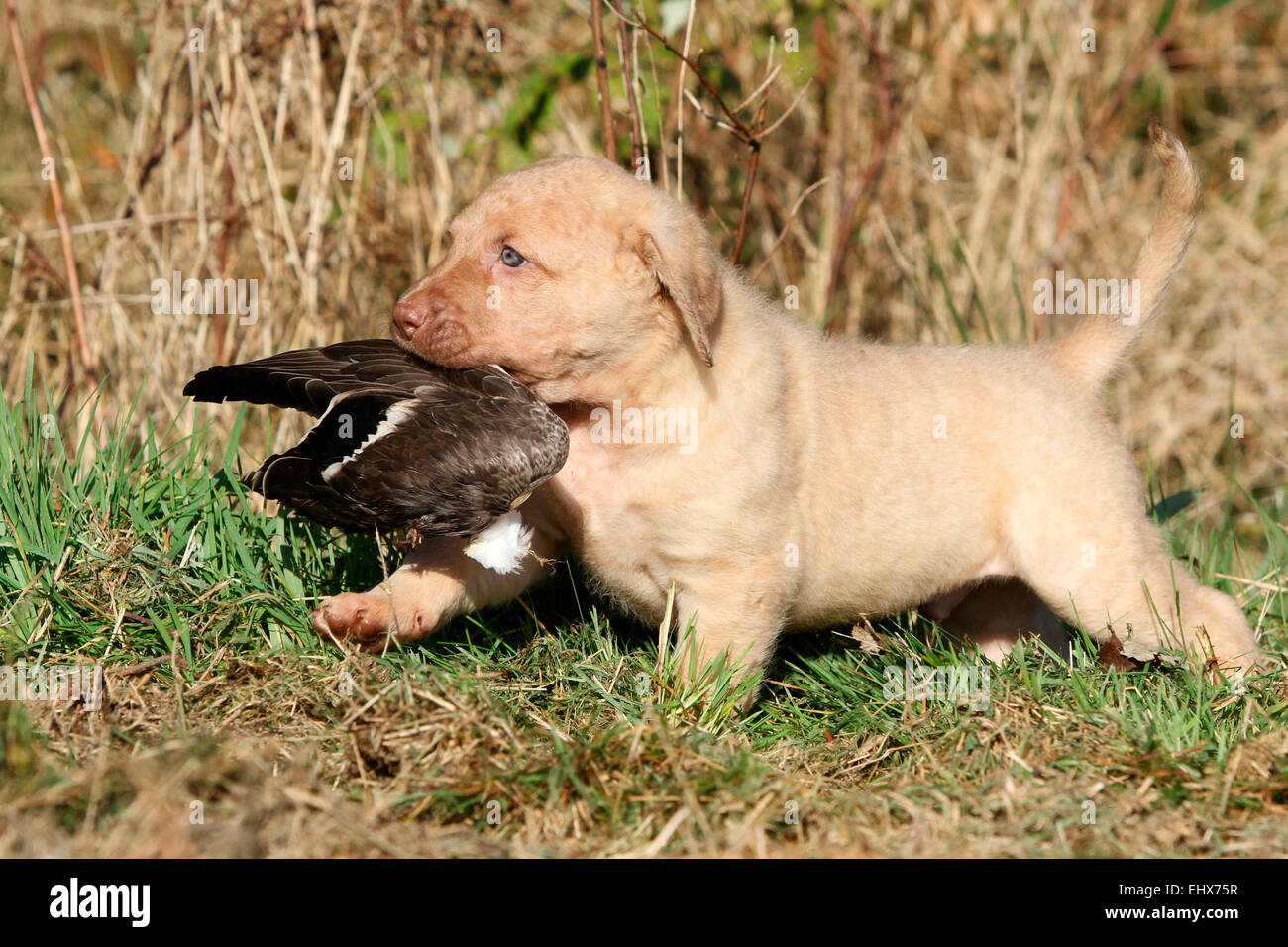 chesapeake bay retriever waterfowl