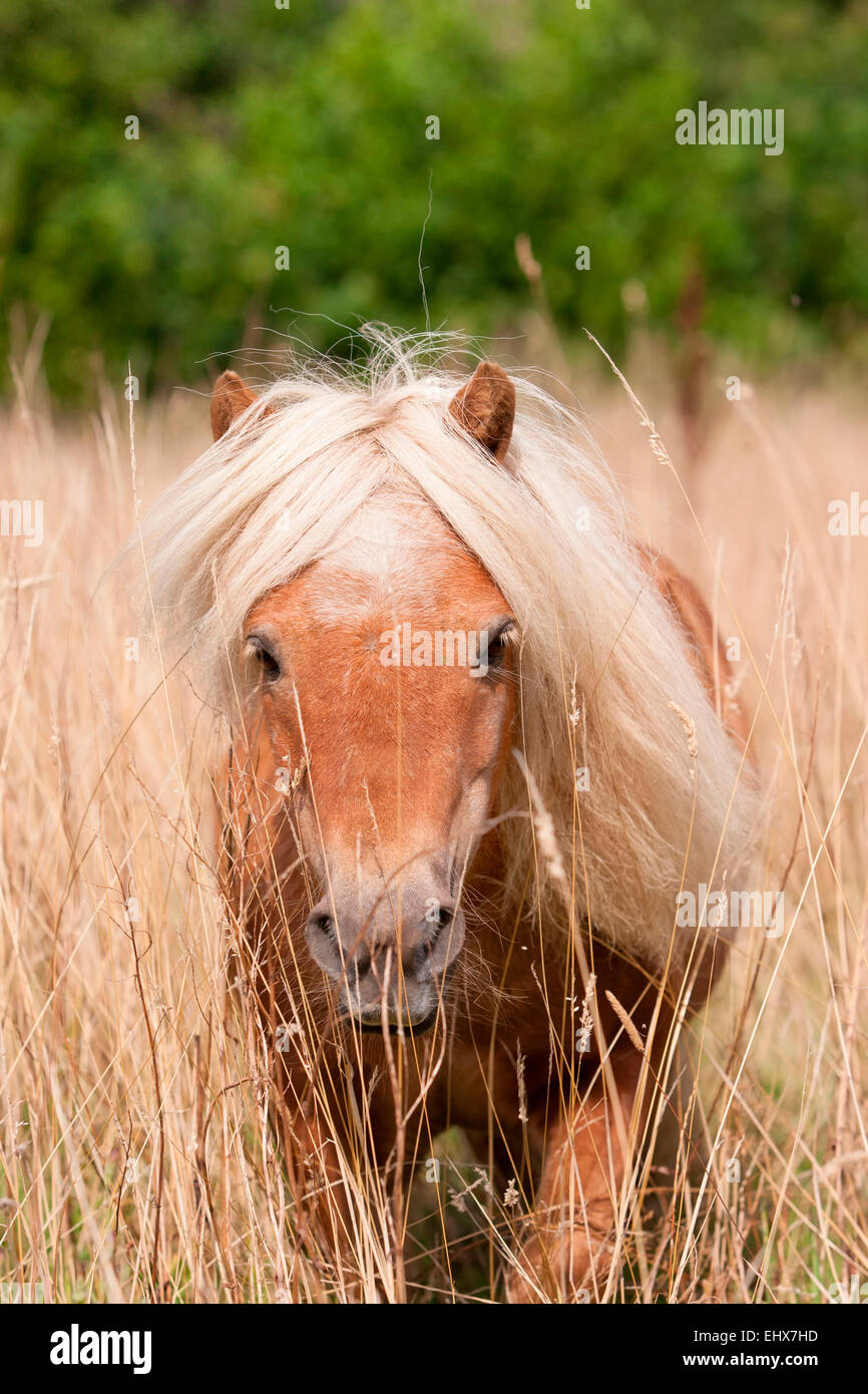 Miniature Shetland Pony Old stallion 30 years old standing tall grass ...