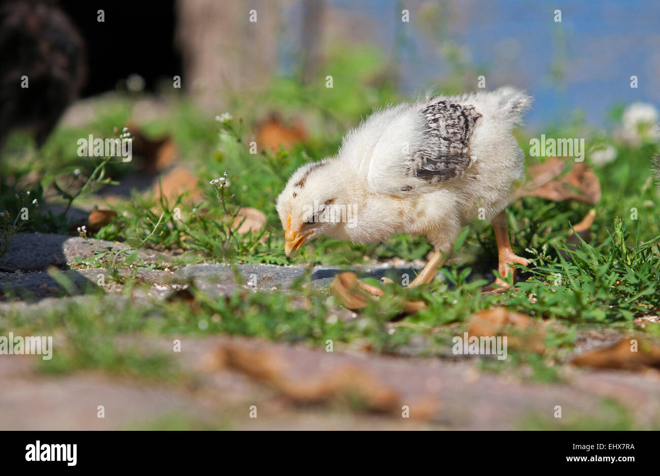 Domestic chicken  Ostfriesische Moewe Chicken pecking Germany Stock Photo