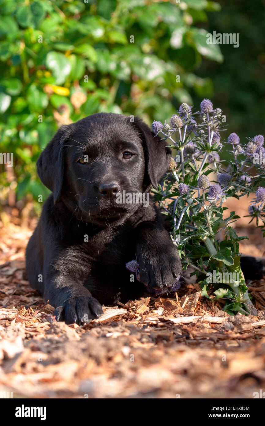Labrador Retriever Black puppy lying next flowering Thistle Germany
