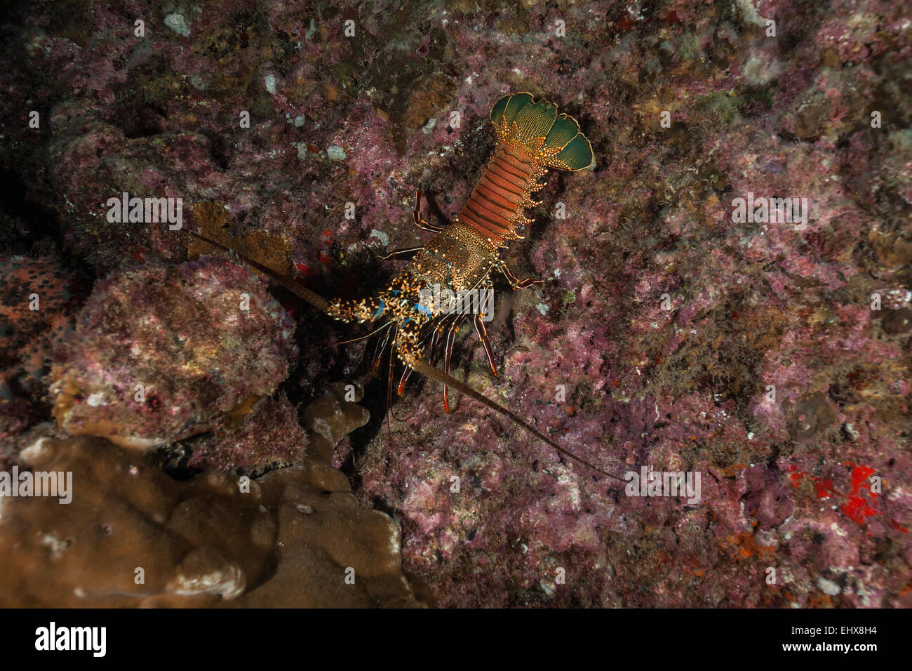 Two Spined Lobster (Panulirus penicillatus), Cocos Island, Costa Rica Stock Photo