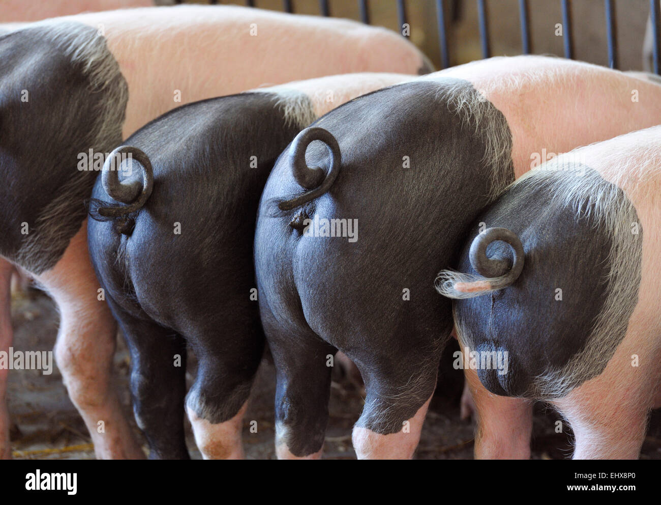 Pigs (Sus srofa domestica) from behind, Germany Stock Photo