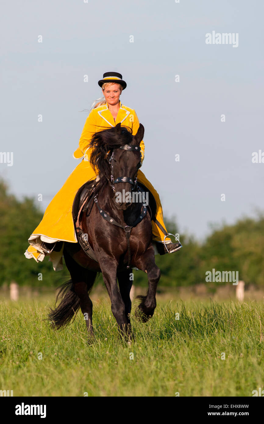 Friesian Horse Rider wearing baroque riding habit galloping black ...