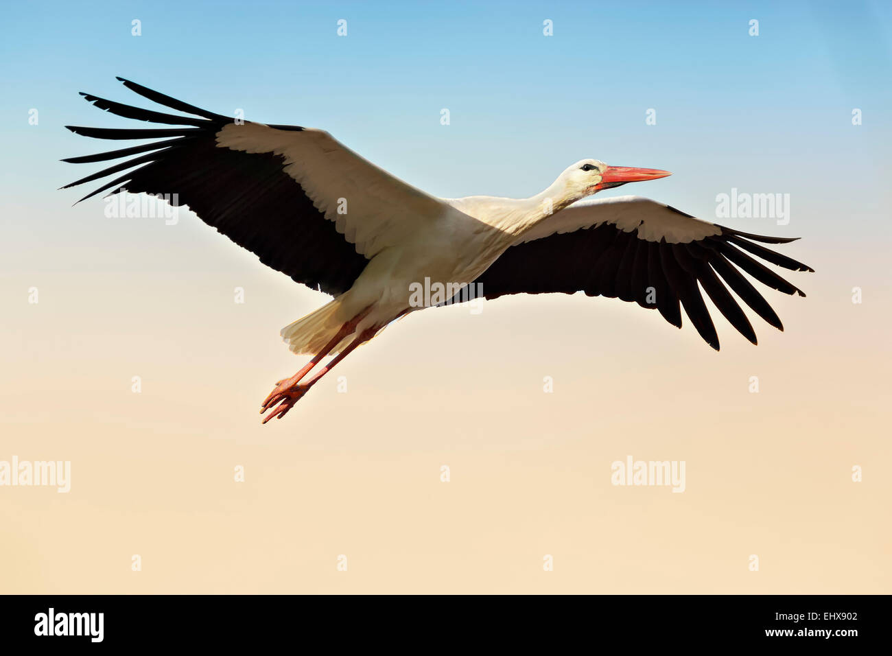 White Stork (Ciconia ciconia), in flight, wingspan, North Rhine-Westphalia, Germany Stock Photo