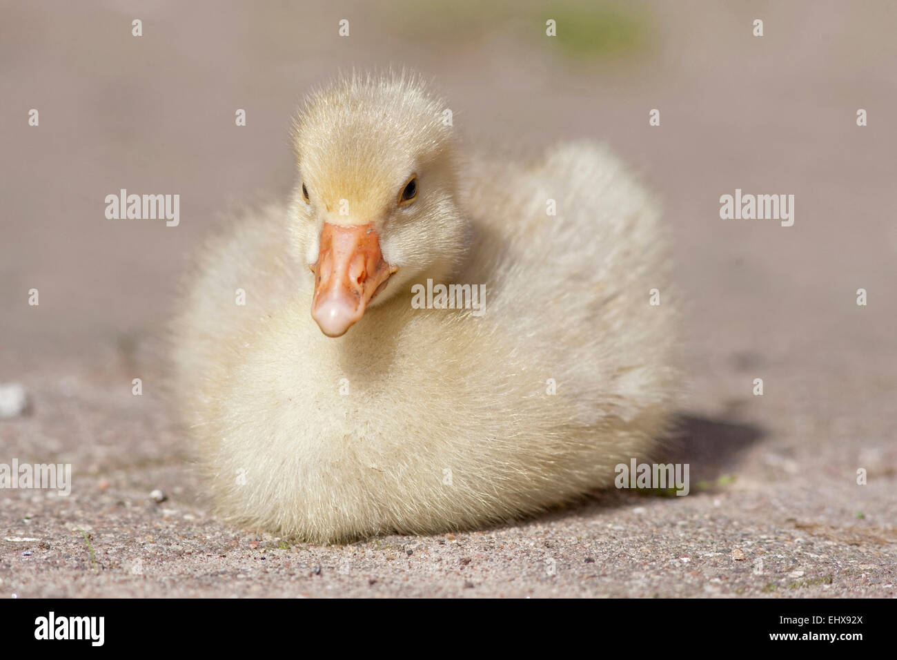 Domestic  Goose Gosling resting Germany Stock Photo