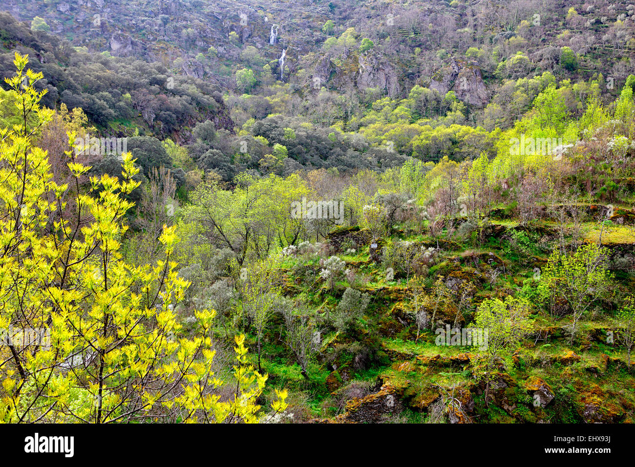 Spain, Salamanca,,Aldeadavila de la Ribera Spring at a in the