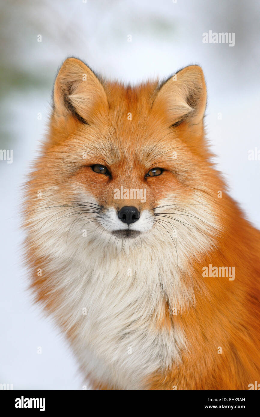 Fox head metah new arrivals