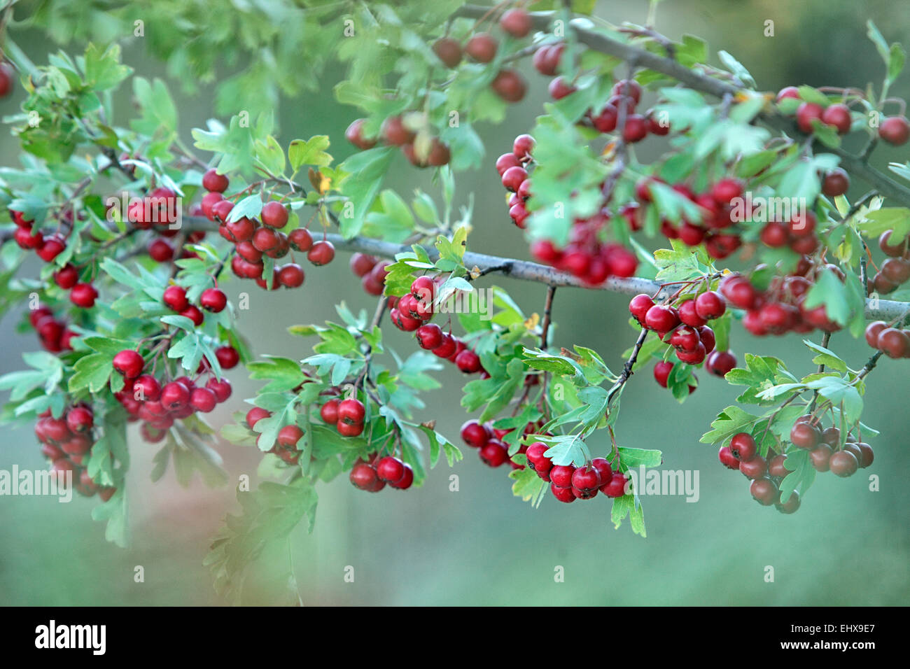 Close up of red hawthorn berries, Crataegus monogyma Stock Photo Alamy