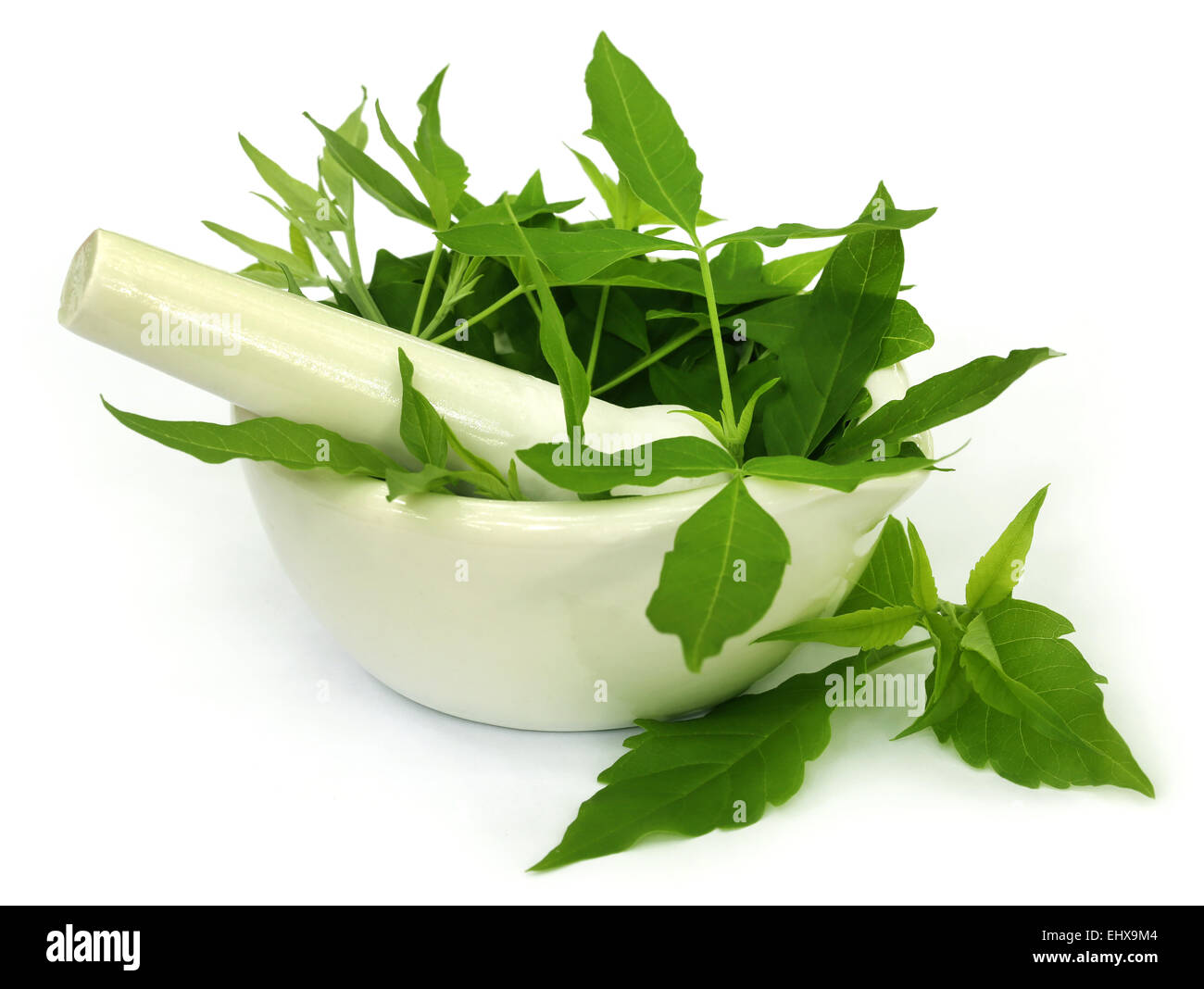 Medicinal Nishinda leaves with mortar and pestle over white background Stock Photo