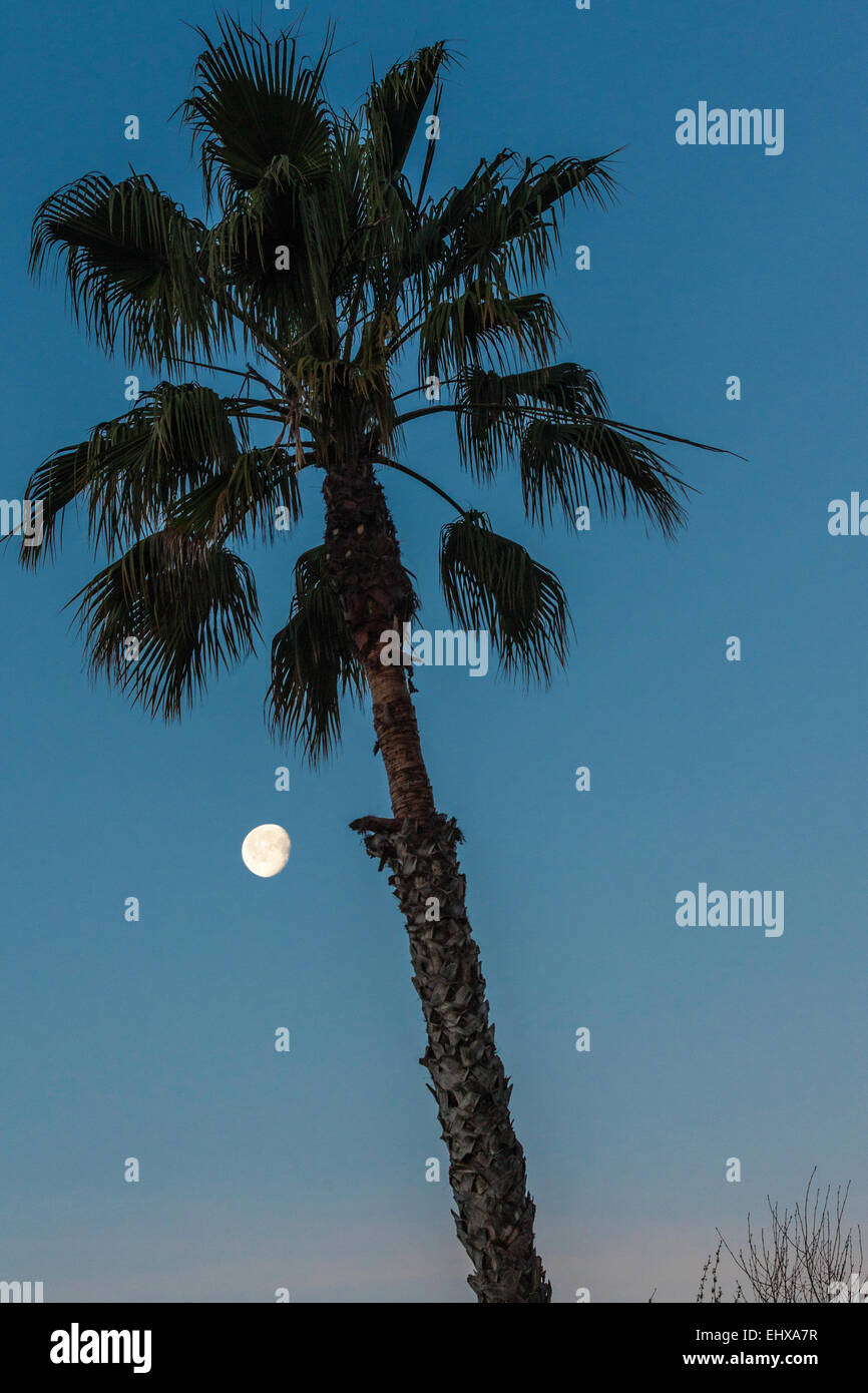 A Palm Tree at Dawn with the Moon setting in Modesto California Stock Photo