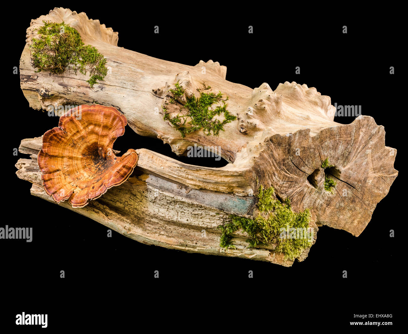 An artful wood display with fungus, moss on a driftwood base Stock Photo