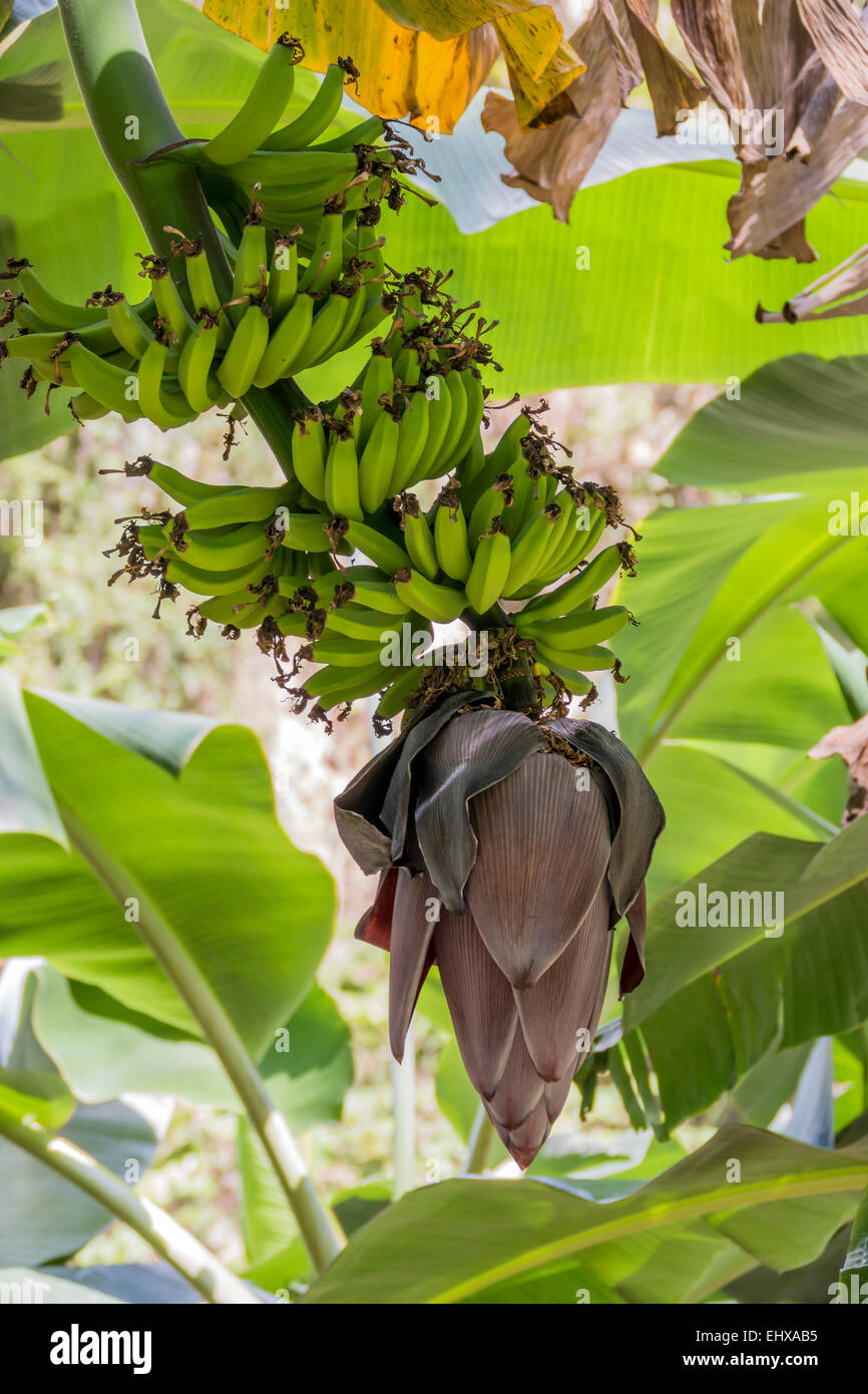Cuba, banana plant with fruits Stock Photo