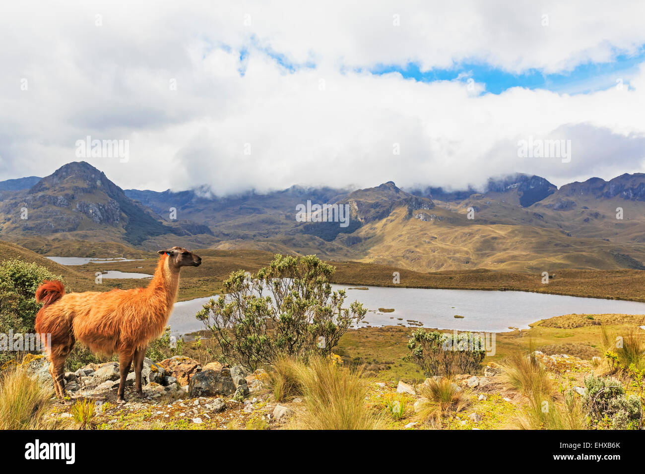 Ecuador, Cajas National Park, llama standing on a hill in front of a lagoon Stock Photo