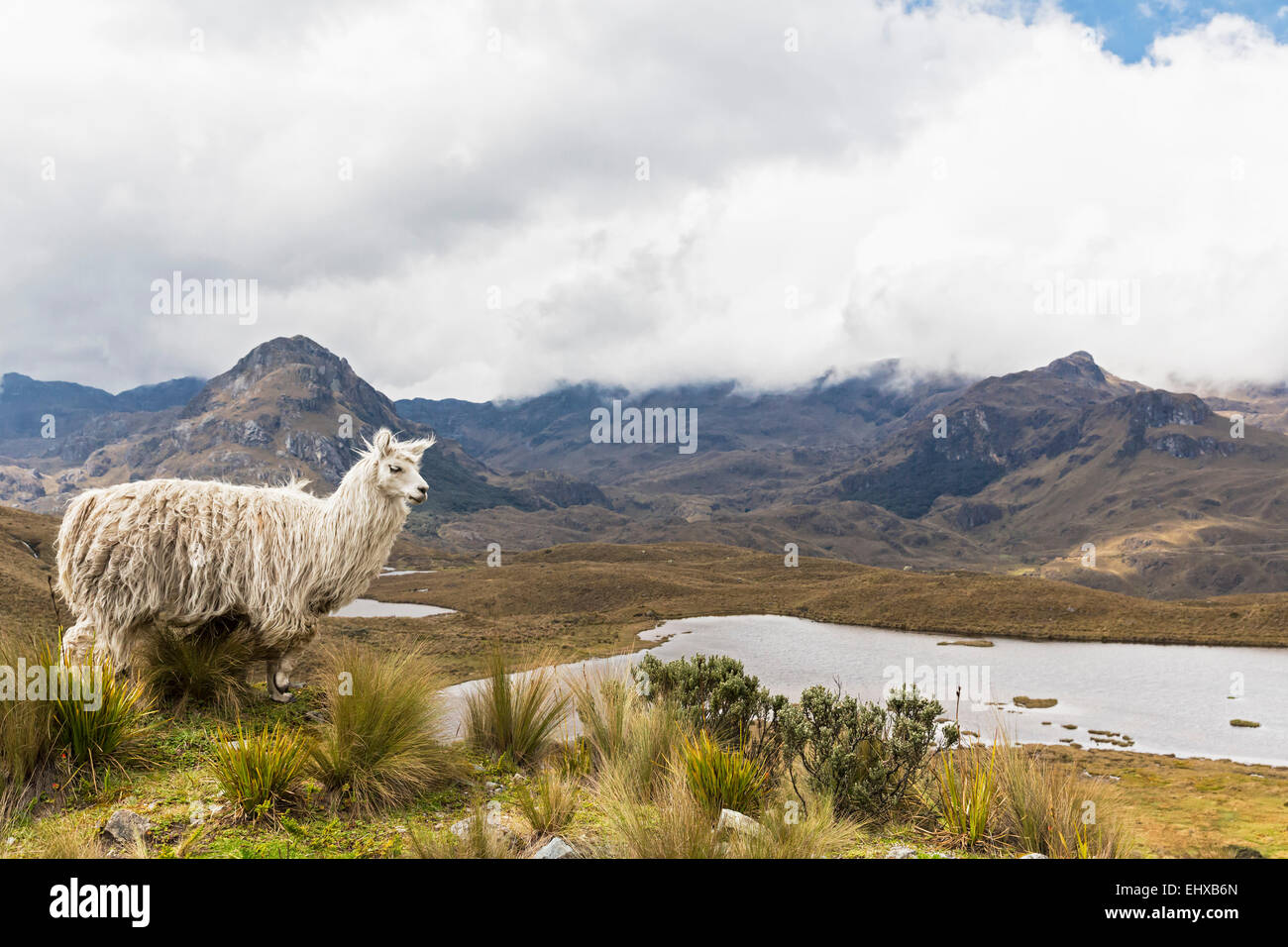 Ecuador, Cajas National Park, llama standing on a hill in front of a lagoon Stock Photo