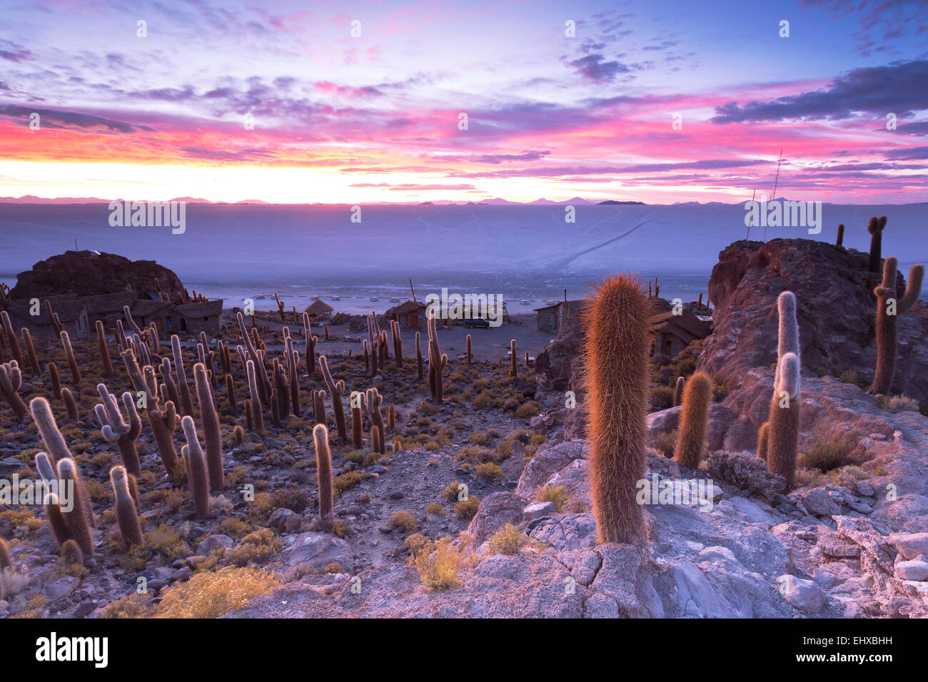Bolivia Salar De Uyuni Isla Incahuasi Stock Photo Alamy bolivia-salar-de-uyuni-isla-incahuasi-stock-photo-alamy