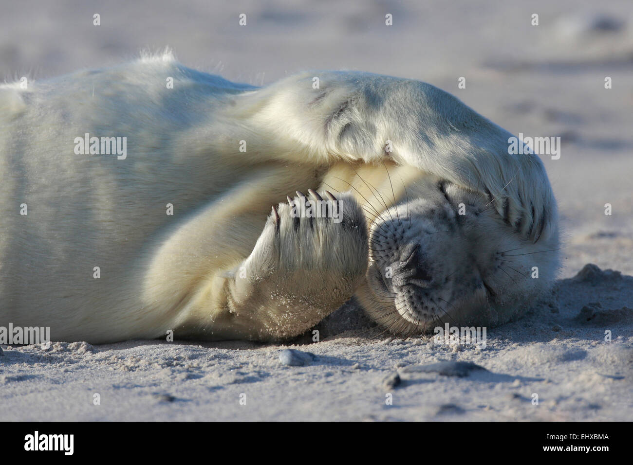 Grey Seal, Gray Seal (Halichoerus grypus). Pup sleeping on a beach ...