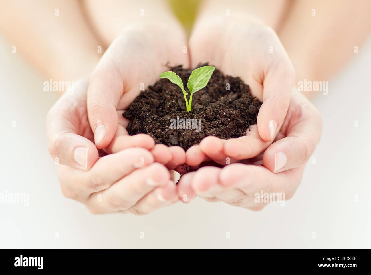 close up of child and parent hands holding sprout Stock Photo