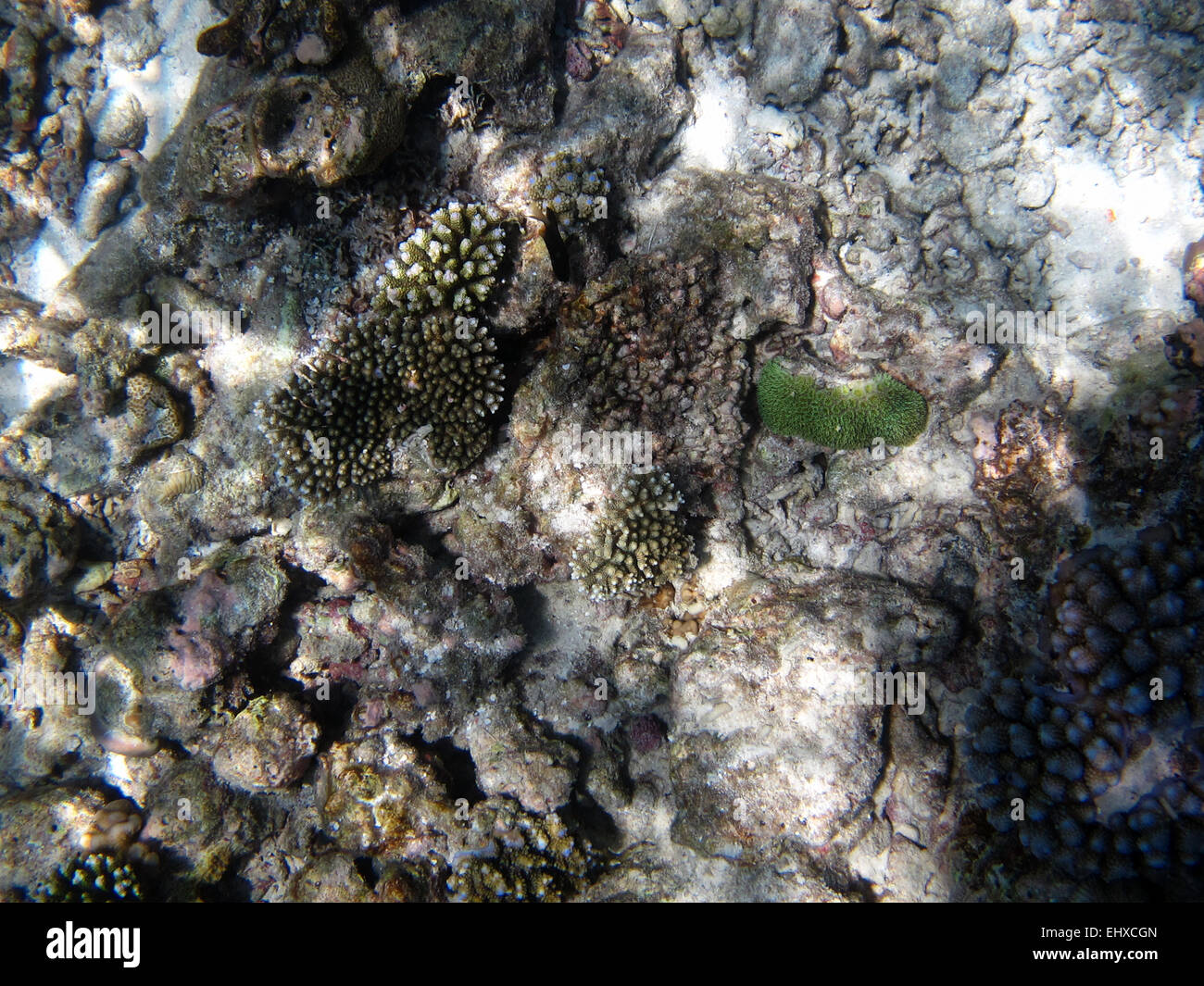 Sea cucumber on a coral reef in the Maldives Stock Photo Alamy