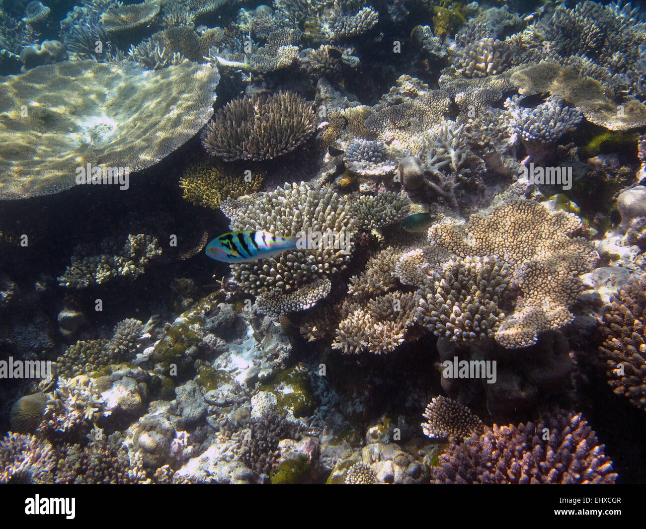 Fivestripe wrasse on a coral reef in the Maldives Stock Photo