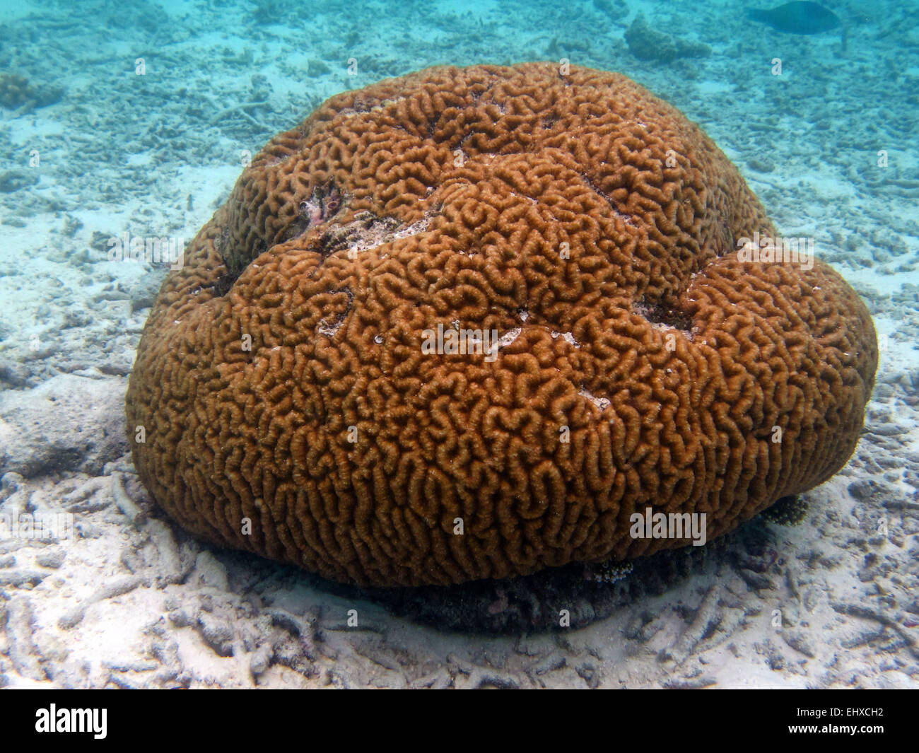 Diploria strigosa, a brain coral, on a coral reef in the Maldives Stock Photo