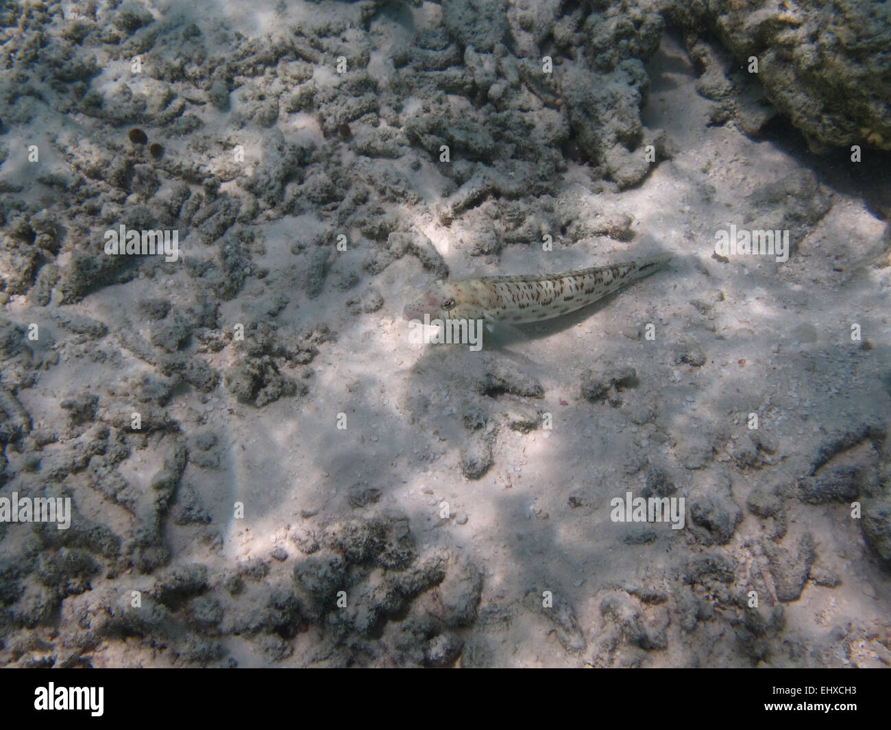 Sand goby  (Bandit goby?) on a coral reef in the Maldives Stock Photo