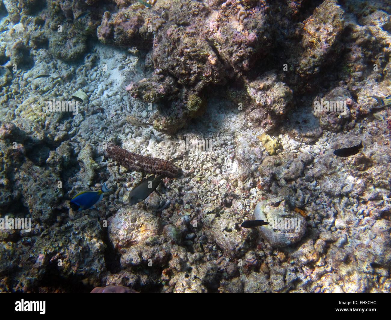 Sea cucumber, a Powder-blue Surgeonfish and Bristletooth Surgeonfish on a coral reef in the Maldives Stock Photo