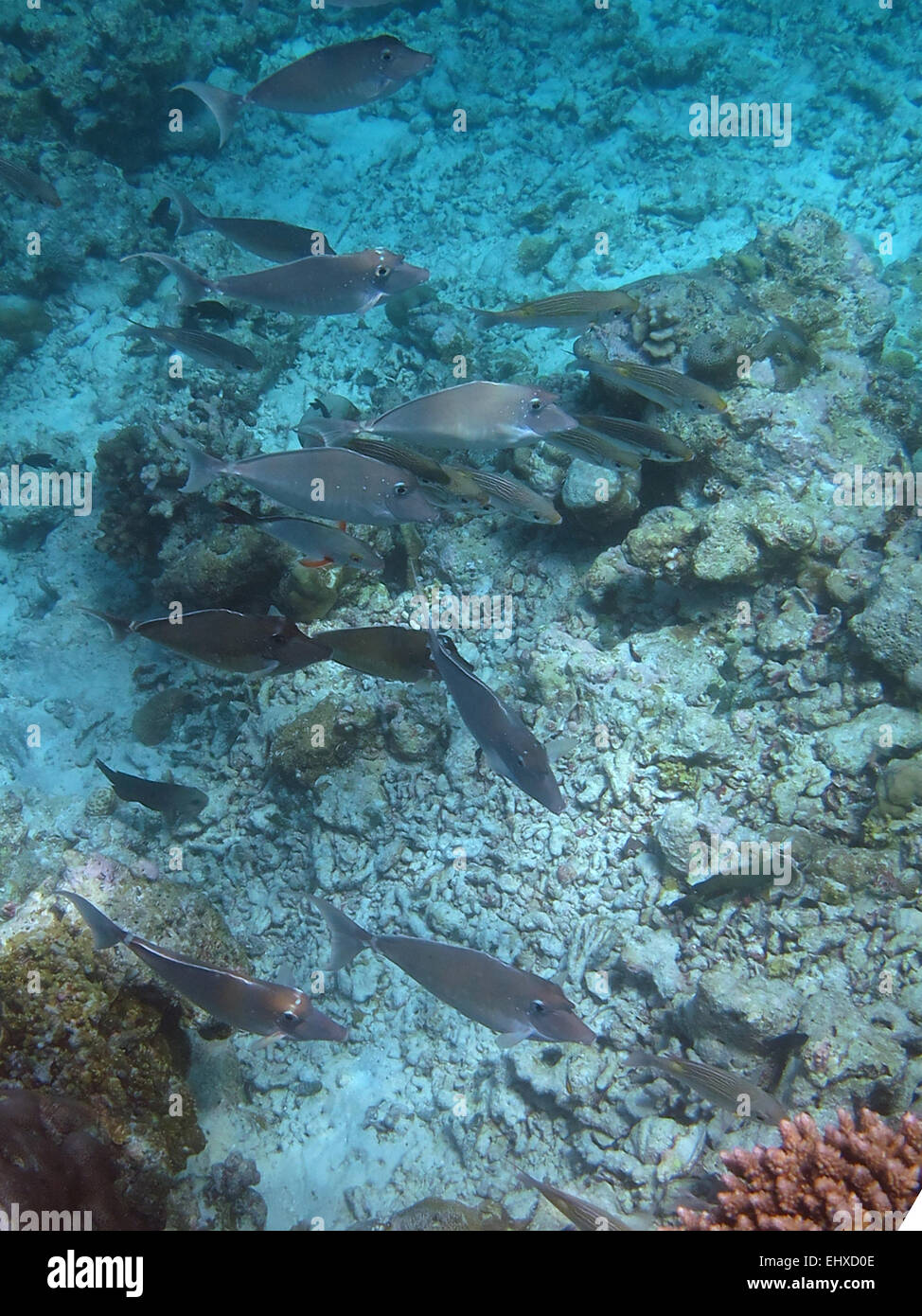 Spotted Unicornfish and Tiger Cardinalfish on a coral reef in the Maldives Stock Photo
