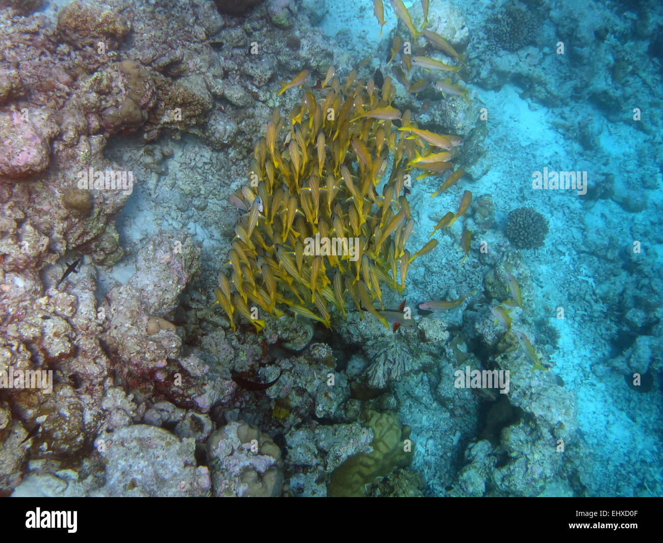 A shoal of Madras and Bengal Snappers sheltering on a coral reef in the Maldives Stock Photo