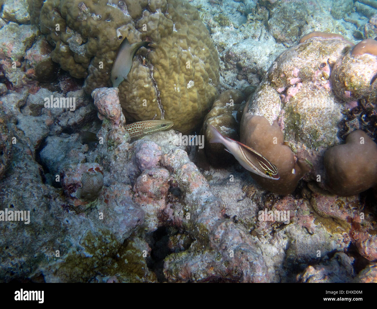 Lined Bristletooth Surgeonfish, Slender Grouper, Sabretooth Blenny, and Cardinalfish on a coral reef in the Maldives Stock Photo