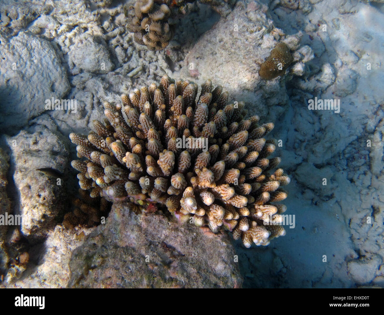 Porites finger coral on a coral reef in the Maldives Stock Photo