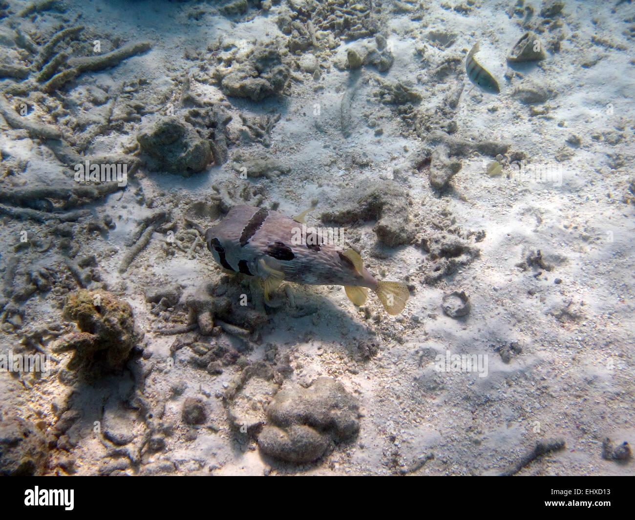 Blotched porcupinefish on a coral reef in the Maldives Stock Photo