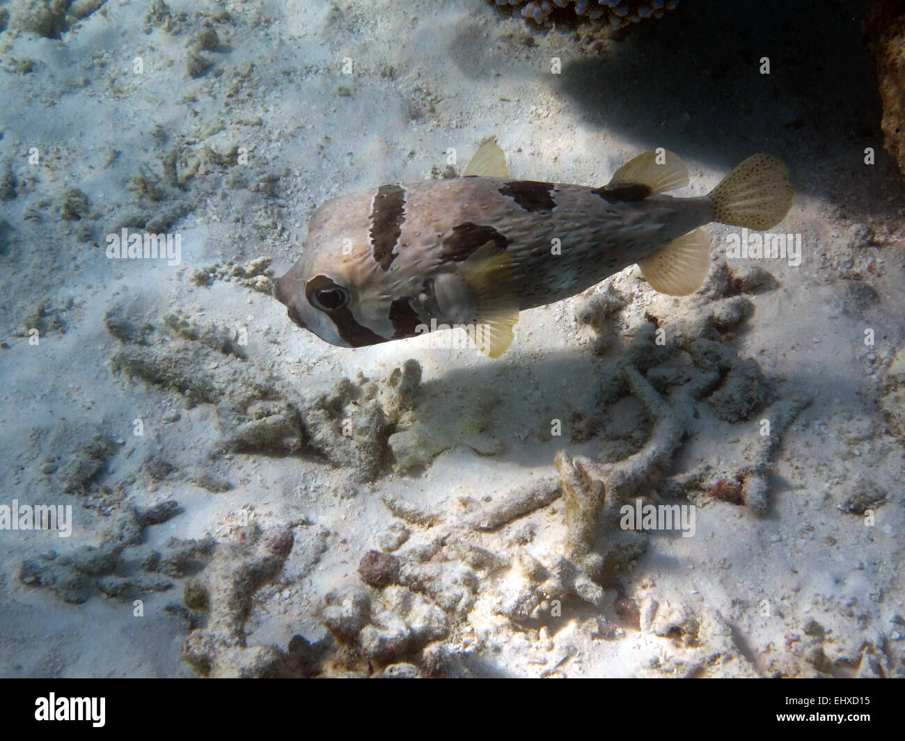 Blotched porcupinefish on a coral reef in the Maldives Stock Photo