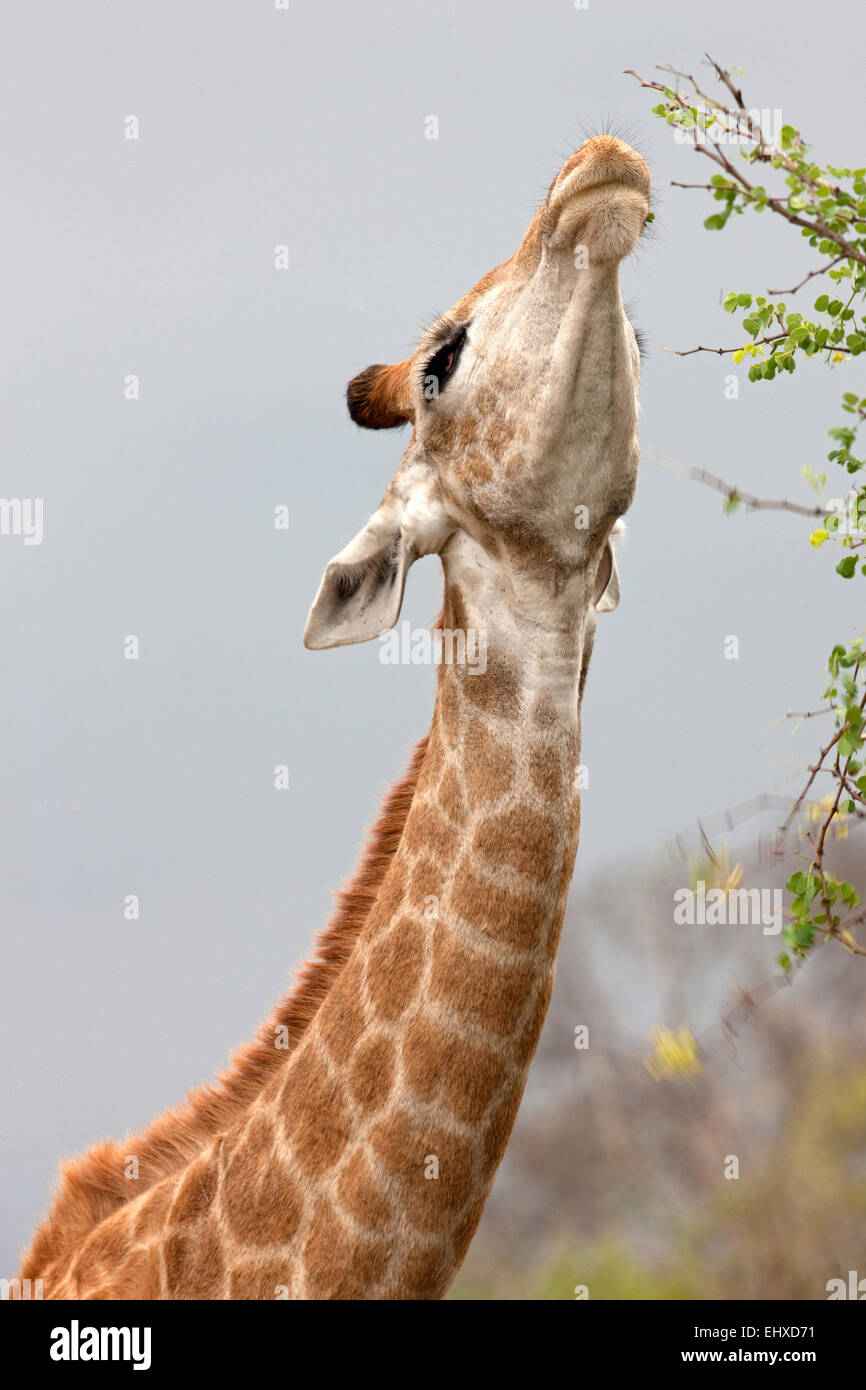 Giraffe (Giraffa camelopardalis), eating leaves from the top of a tree, Kruger National Park, South Africa Stock Photo