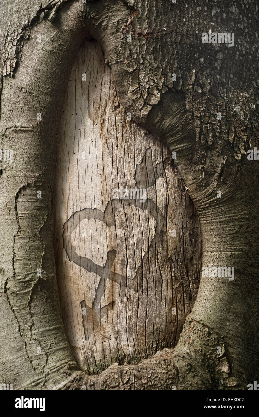 Heart shape carved on a tree trunk, Bavaria, Germany Stock Photo