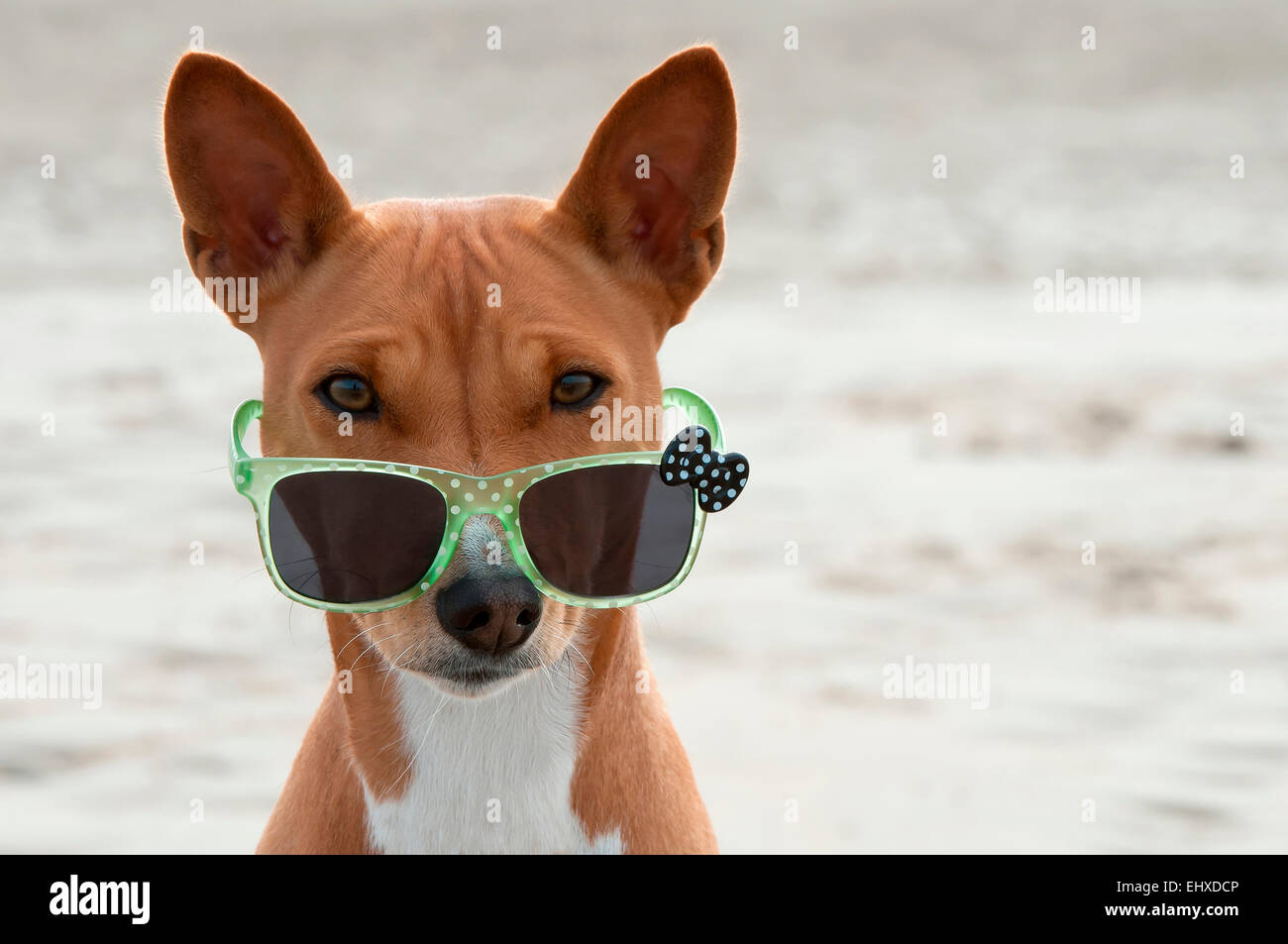 can a basenji live in netherlands