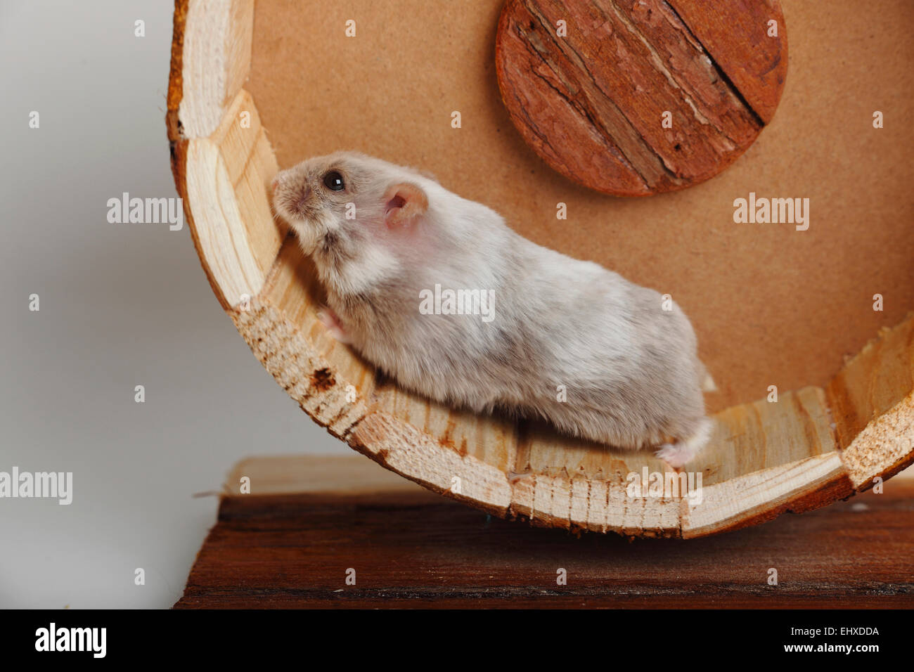 Campbell's Dwarf Hamster running in bogie wheel Stock Photo