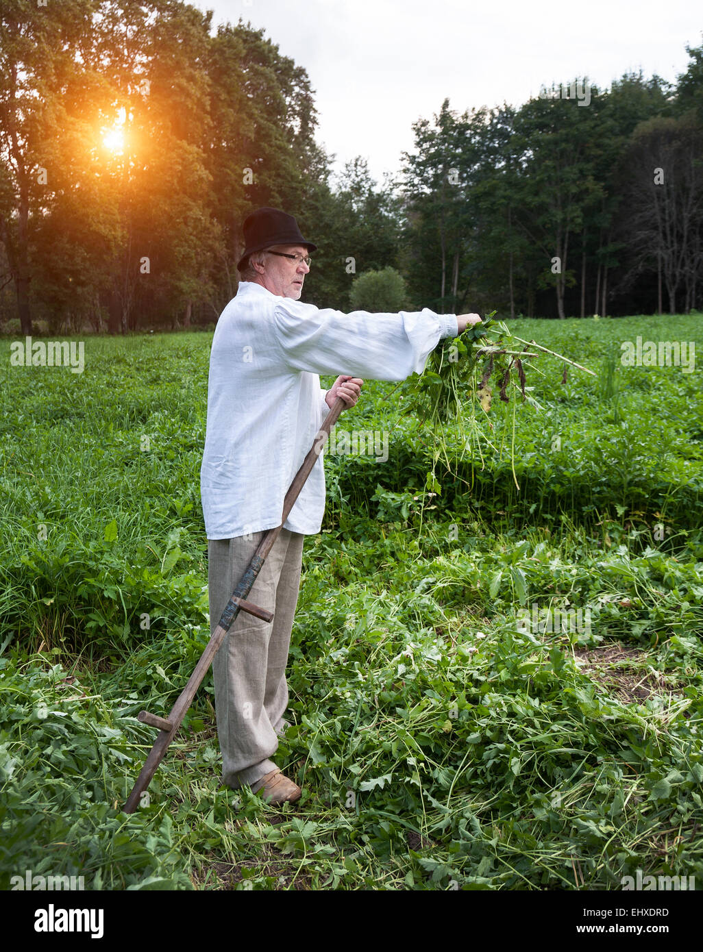 Farmer cutting grass with a scythe hires stock photography and images