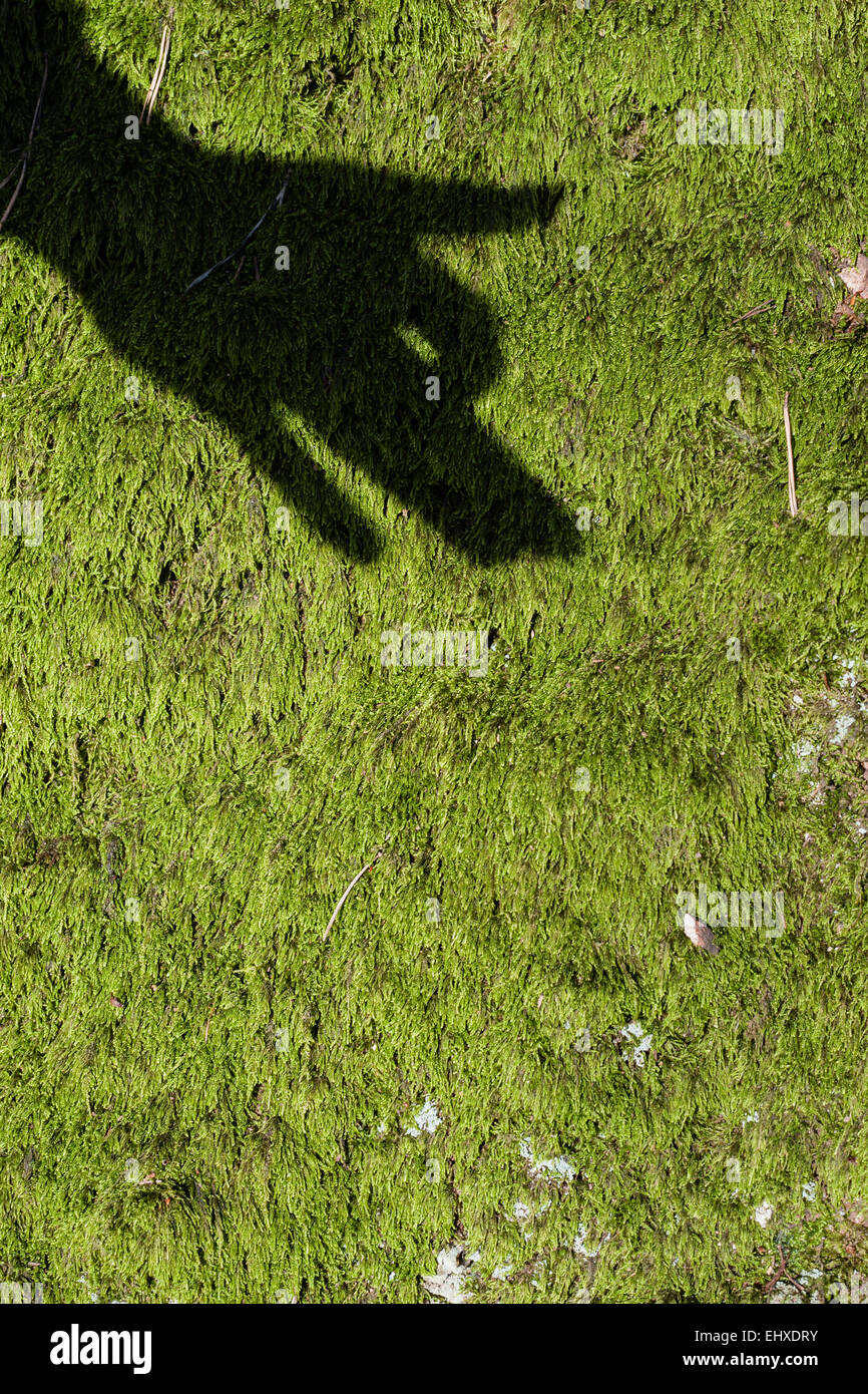 Shadow of children's hand on moss showing a dog Stock Photo