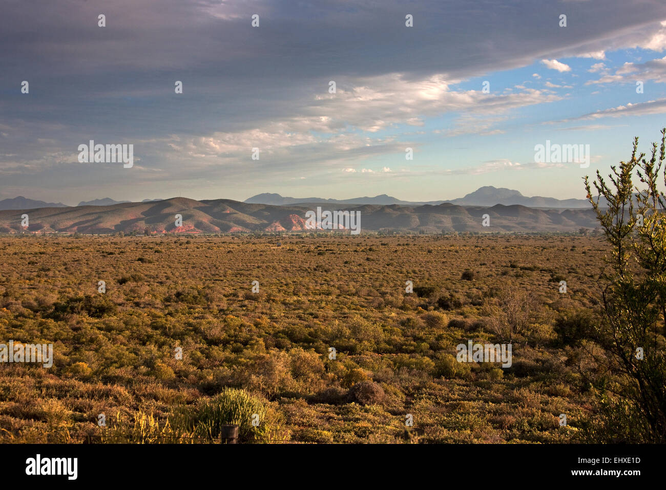 Bush land with mountain range in the background, Oudtshoorn, Oudtshoorn