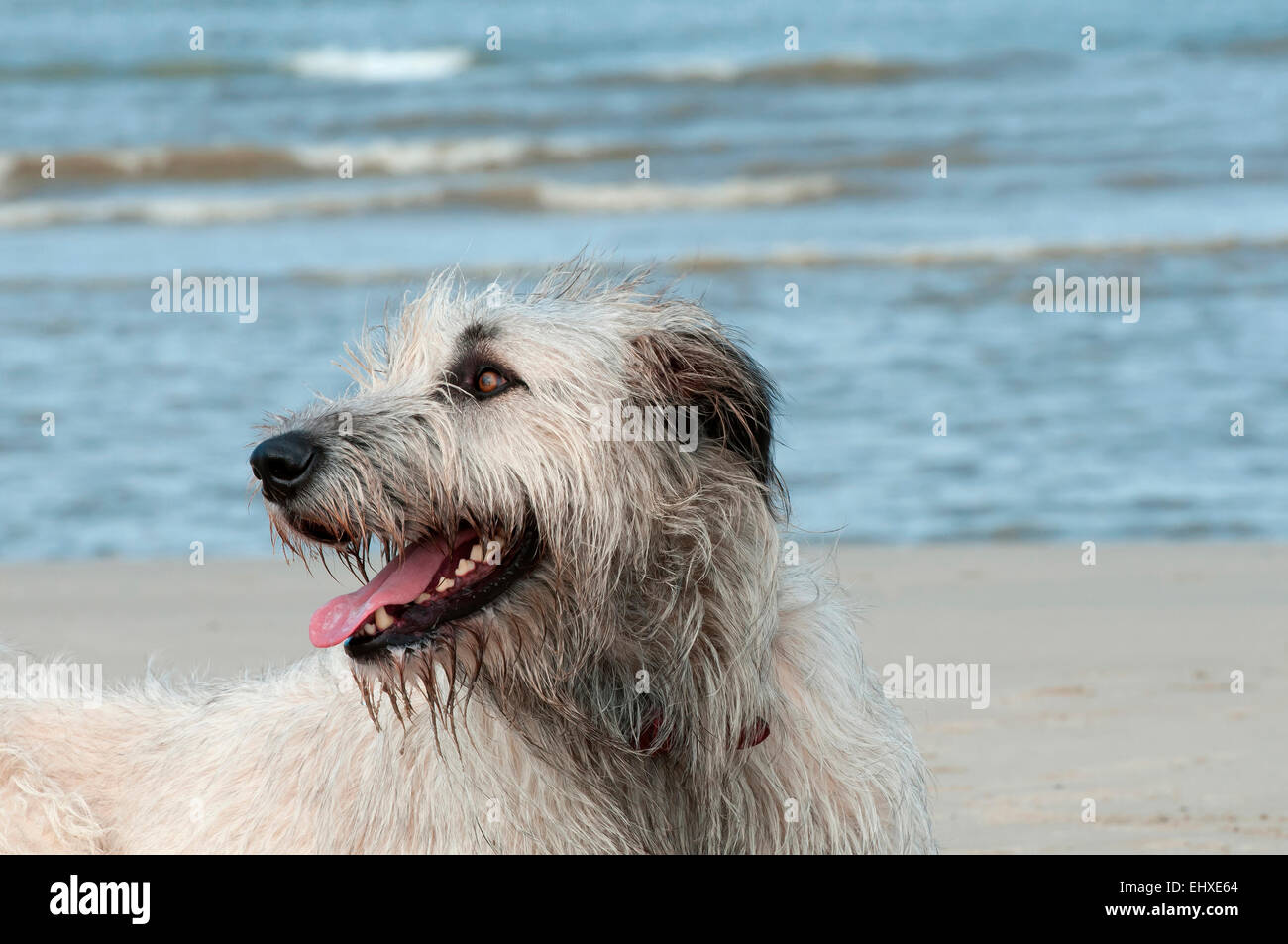 Irish Wolfhound Portrait adult beach Netherlands Stock Photo