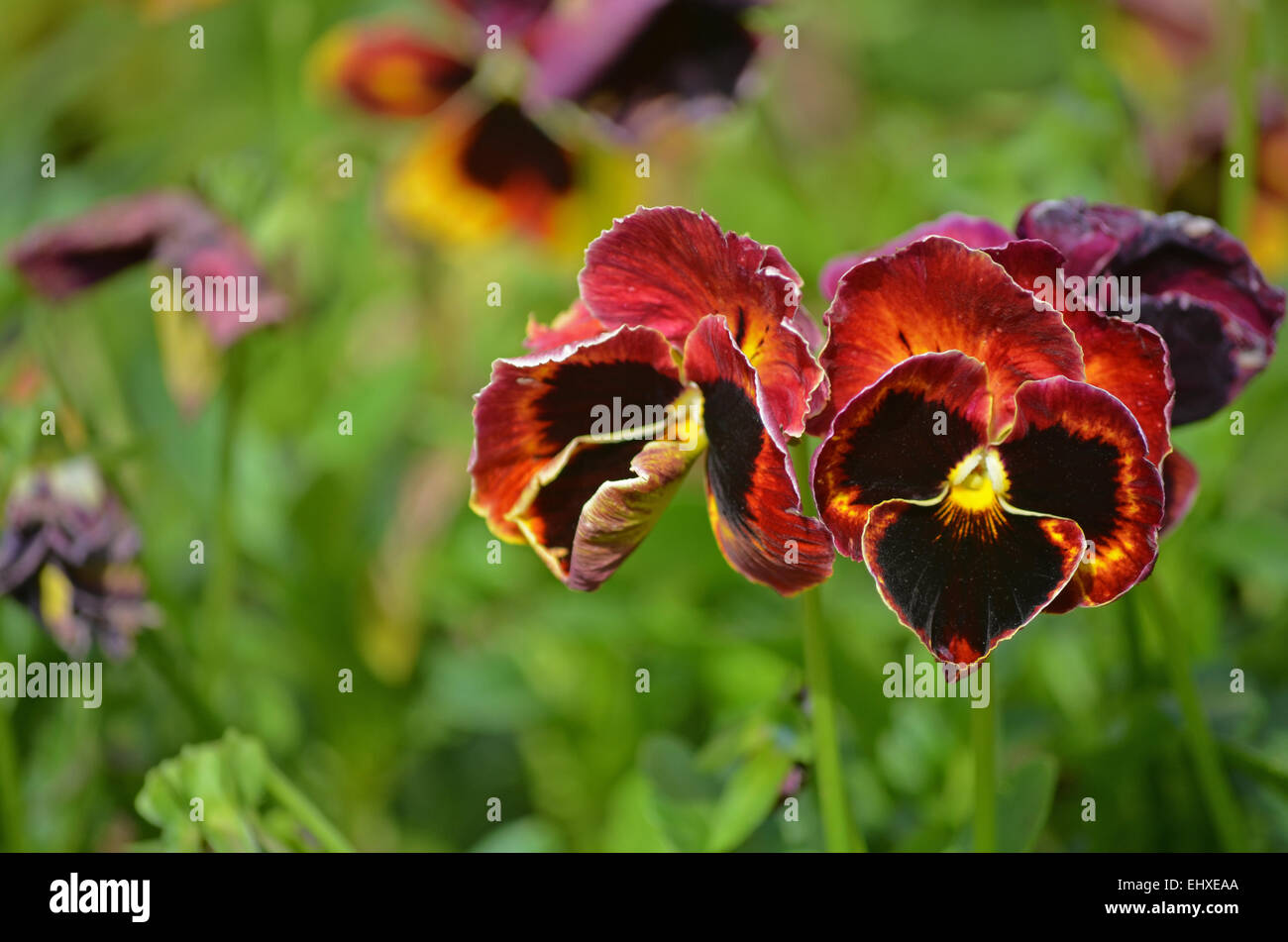 Red Pansy flower at Botanical Garden in Ooty,Tamilnadu,India Stock Photo