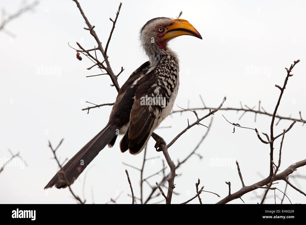 Yellow-billed Hornbill (Tockus leucomelas) perching on branch, South Africa Stock Photo