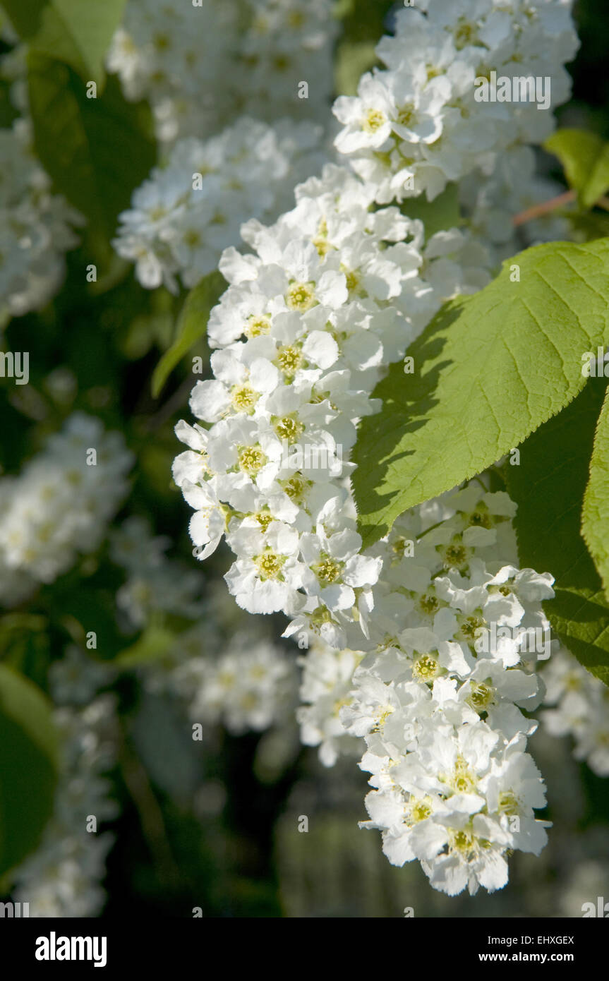 Hack berry hires stock photography and images Alamy