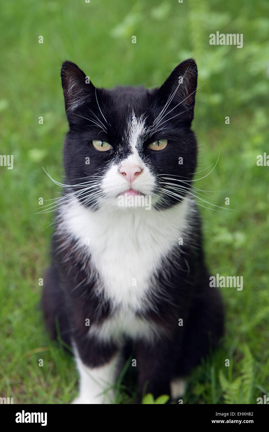 Black and white cat staring into the camera Stock Photo - Alamy