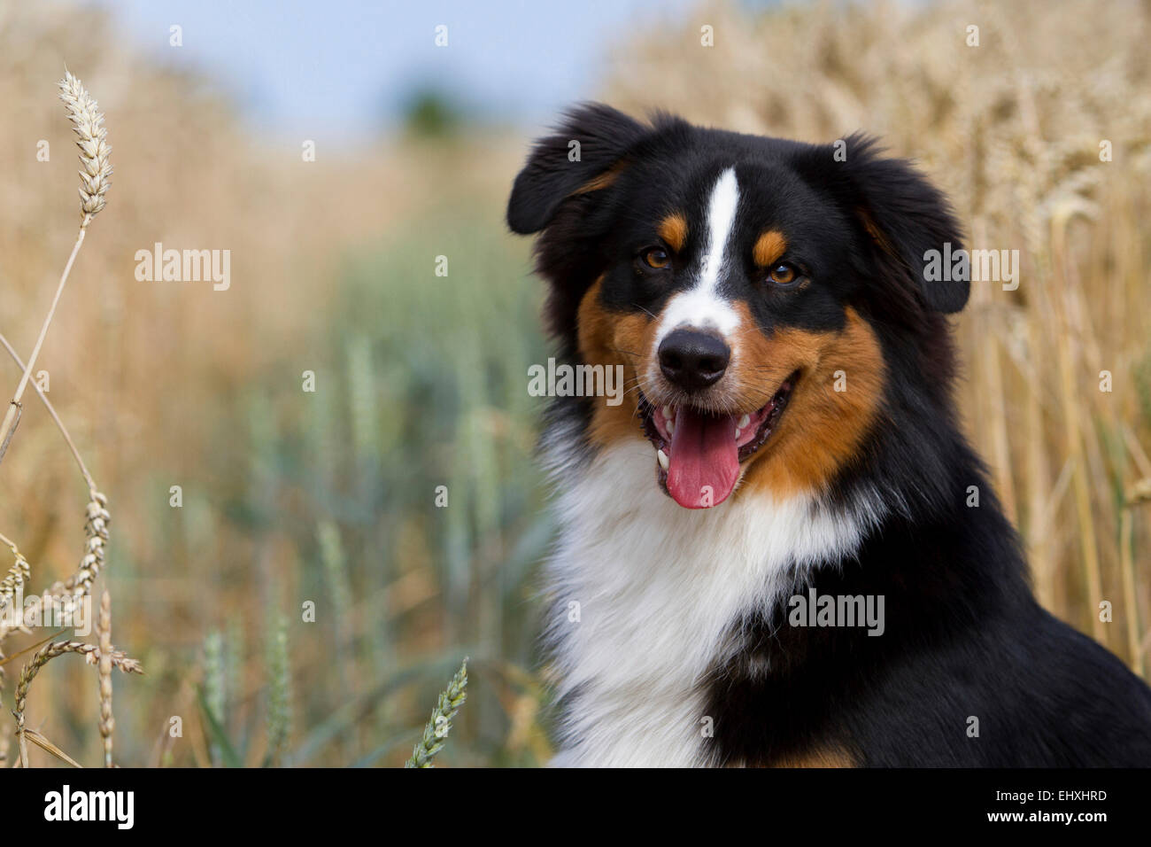 Australian Shepherd Black Tri Portrait Adult Wheat Field Germany Stock Photo Alamy
